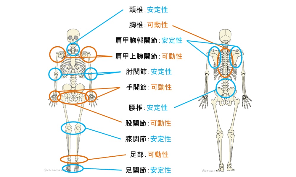 腰痛の原因と胸椎・股関節の関係