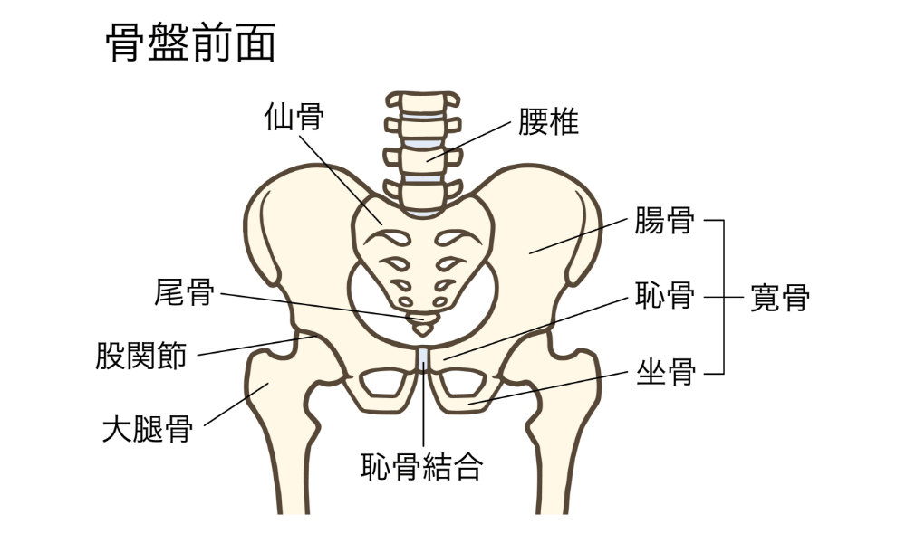 骨盤前面のイラスト